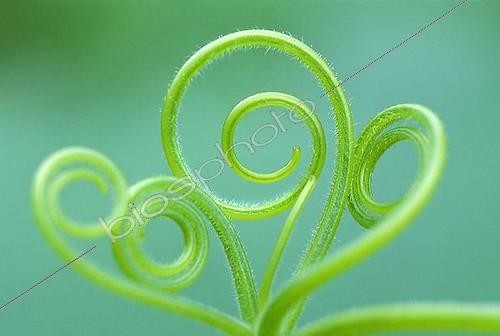Biosphoto | 1508746 | Vrille de Cucurbitacée | &copy; Michael Peuckert / imageBROKER / Biosphoto