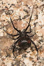 Biosphoto | 2609360 | Vue de dessus d'une femelle adulte de veuve noire méditerranéenne (Latrodectus tredecimguttatus) marchant sur une surface rocheuse, Corse, France | &copy; Tonči Maletic / Biosphoto