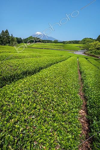 Biosphoto | 2406080 | Vue du Mont Fuji le long des champs de thé okochi sasaba, shizuoka, Japon | &copy; Vincent Marion / Biosphoto