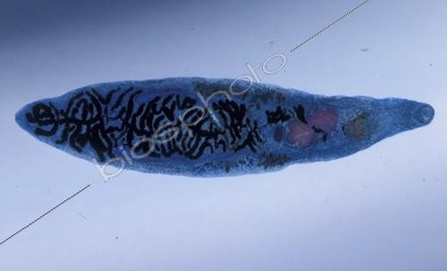 Biosphoto | 37742 | Vue microscopique de la Petite douve lancéolée | &copy; Jean-Claude Louchet / Biosphoto