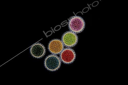 Biosphoto | 961622 | Vue microscopique de Pollen de Rose trémière ; Eclairage en contraste de phase, x 100 Canon EOS 450D 12 millions de pixels. Couleurs par traitement Photoshop. | &copy; Christian Gautier / Biosphoto