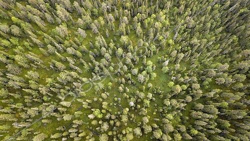 Biosphoto | 2552273 | Vue par drone de la forêt boréale, conifères et mousse, zone humide, Salla, Lappi, Finlande, Finlande | &copy; Gerhard Zwerger-Schoner / imageBROKER / Biosphoto