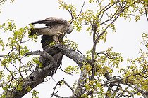 Biosphoto | 2441599 | Wahlberg's Eagle (Hieraaetus wahlbergi), pale morph adult collecting branches for its nest, Mpumalanga, South Africa | &copy; Saverio Gatto / Biosphoto