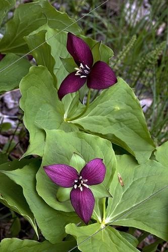 Biosphoto | 1992805 | Wakerobin blooming in boreal forests - Québec Canada  | &copy; Régine Rosenthal / Biosphoto