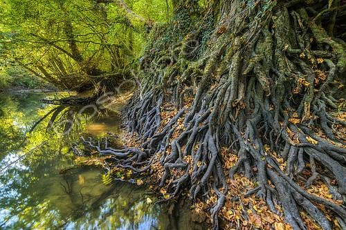 Biosphoto | 2419218 | Wall of alder roots on the banks of the Seran in autumn, with their powerful intertwined roots, the alders play a vital role in the protection of the banks of rivers against erosion of floods, Natural Reserve of the Marsh of Lavours, Bugey, Ain , France | &copy; Jean-Philippe Delobelle / Biosphoto