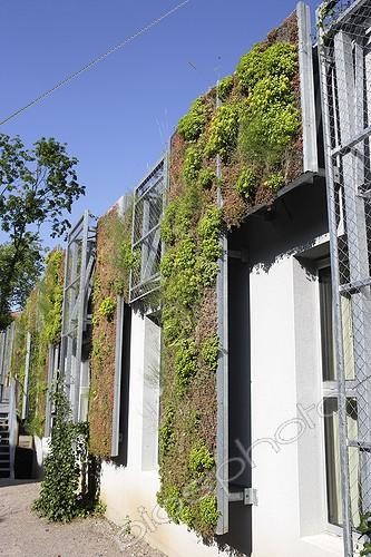 Biosphoto | 498309 | Wall revegetated to school Park in Obernai Alsace France | &copy; Sylvain Cordier / Biosphoto