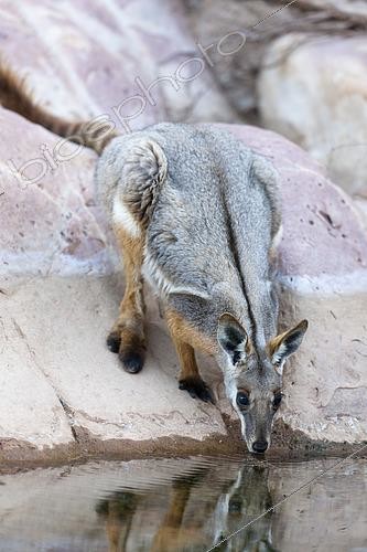 Biosphoto | 2496655 | Wallaby des rochers à pieds jaunes (Petrogale xanthopus) buvant sur rocher, Parc national des Flinders Ranges, Outback, Australie du Sud, Australie | &copy; Martin Zwick / Biosphoto