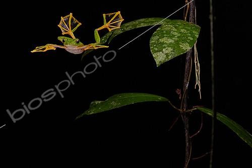 Biosphoto | 2094481 | Wallace's flying frog, Abah River flying frog, moss frog (Rhacophorus nigropalmatus) jumping, Kualah Lumpur, Malaysia | &copy; Quentin Martinez / Biosphoto