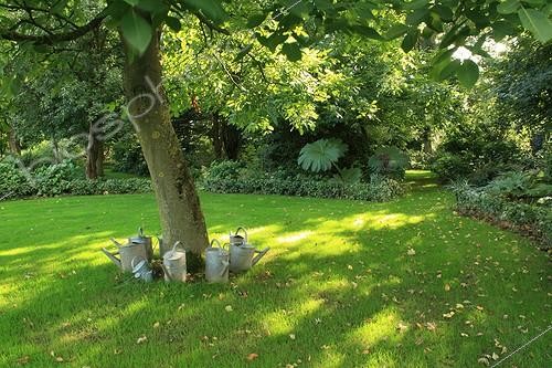 Biosphoto | 754173 | Walnut in a glade of the Garden of Marie-Ange France | &copy; Hervé Lenain / Biosphoto