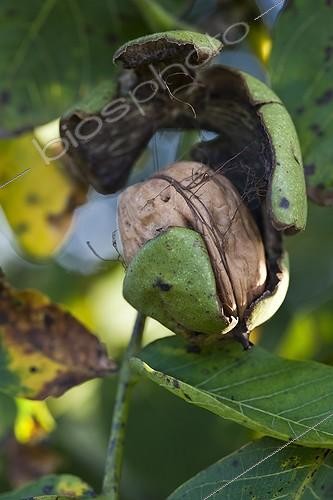 Biosphoto | 1622618 | Walnut 'La Franquette' on walnut tree in a garden ; Walnut of Grenoble | &copy; Gilles Le Scanff & Joëlle-Caroline Mayer / Biosphoto