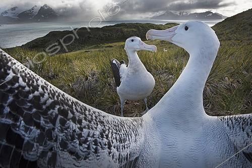 Biosphoto | 2050031 | Wandering Albatross displaying - South Georgia ; Albatross Island in Bay of Isles | &copy; David Tipling / Biosphoto