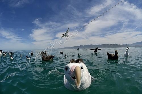 Biosphoto | 2011541 | Wandering Albatross on water - Kaikoura New Zealand | &copy; David Tipling / Biosphoto