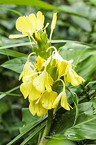 Biosphoto | 2546765 | Ward's ginger lily (Hedychium wardii) flowers, Perennial plant with rhizome, semi-hardy, Tarn et Garonne, France | &copy; Jean-Michel Groult / Biosphoto