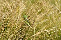 Biosphoto | 1254405 | Wart-biter Cricket on grass Ballons Comtois NR Vosges France | &copy; Denis Bringard / Biosphoto