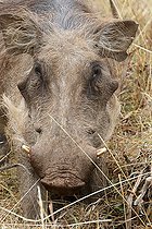 Biosphoto | 2395218 | Warthog (Phacochoerus aethiopicus) subspecies of Ethiopia, Dinsho, Ethiopia | &copy; Stéphan Bonneau / Biosphoto