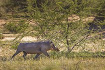 Biosphoto | 2601801 | Warthog (Phacochoerus africanus) walking in the savannah, Namibia, Africa | &copy; Alain Roux / Biosphoto