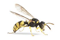 Biosphoto | 1251090 | Wasp female on white background | &copy; Michel Gunther / Biosphoto