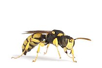Biosphoto | 1251091 | Wasp female on white background | &copy; Michel Gunther / Biosphoto