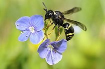 Biosphoto | 2051232 | Wasp (Gymnomerus laevipes) female, 21 May 2015, the Northern Vosges Regional Park, France, ranked World Biosphere Reserve by UNESCO, France | &copy; Michel Rauch / Biosphoto
