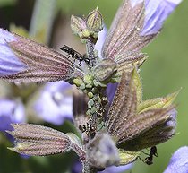 Biosphoto | 2093505 | Wasp (Nitila borealis) tiny wasp predator of aphids unbeknownst to the ants it carries in its breeding cell burrowing wasps, one of the smallest wasps in Europe (3 to 4 mm), Northern Vosges Regional Nature Park , France | &copy; Michel Rauch / Biosphoto