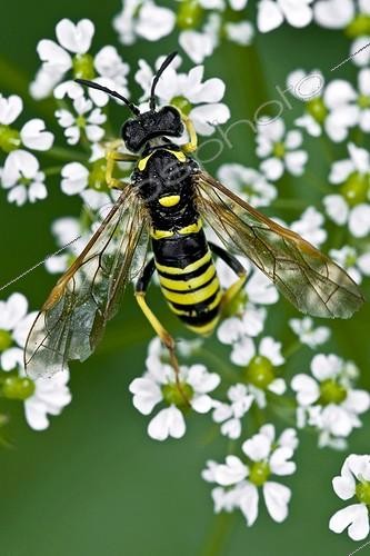 Biosphoto | 2024206 | Wasp on umbellifera in Catalonia - Spain | &copy; Antoni Agelet / Biosphoto