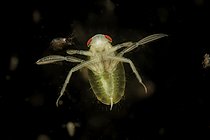 Biosphoto | 2602100 | Water boatman (Corixa sp) nymph in a pond, Loir et Cher, France | &copy; Bruno Guénard / Biosphoto