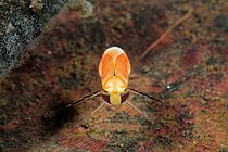 Biosphoto | 2602111 | Water boatman (Corixidae sp) in a pond, Couffy, Loir et Cher, France | &copy; Bruno Guénard / Biosphoto