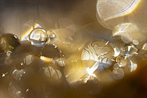 Biosphoto | 2621362 | Water droplets observed up close on the surface of the forest floor litter, Bessenay, Rhône, France. | &copy; Philippe Lebeaux / Biosphoto
