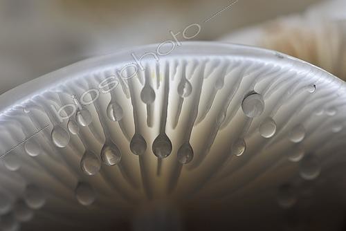 Biosphoto | 2435019 | Water droplets on the underside of porcelain fungus (Oudemansiella mucida), Harz, Saxony-Anhalt, Germany, Europe | &copy; Kevin Prönnecke / imageBROKER / Biosphoto