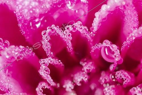 Biosphoto | 1899936 | Water drops on a flower Chrysanthemum after rain France | &copy; Benoît Personnaz / Biosphoto