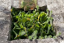Biosphoto | 1250747 | Water lettuces in a little water garden | &copy; NouN / Biosphoto