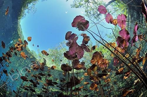 Biosphoto | 1882846 | Water lilies in a cenote in Yucatan Peninsula Mexico | &copy; Bruno Guénard / Biosphoto