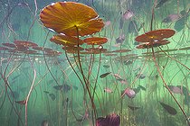 Biosphoto | 2127082 | Water lilies (Nymphaea sp.) in a lake, Jura, France | &copy; Michel Loup / Biosphoto