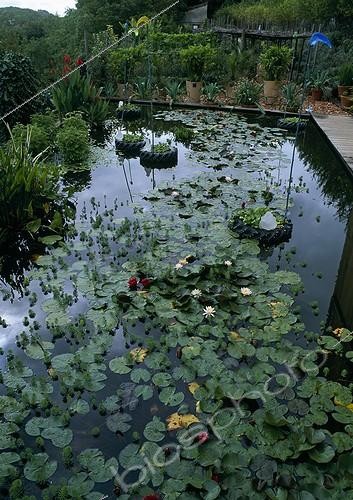 Biosphoto | 997308 | Water Lily in the Garden of water from a garden Tarn France ; Sculpture: Michel Wohlfahrt | &copy; Gilles Le Scanff & Joëlle-Caroline Mayer / Biosphoto