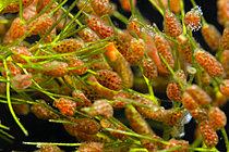 Biosphoto | 2621582 | Water mites eggs on a stem in a pond, Couffy, Loir et Cher, France | &copy; Bruno Guénard / Biosphoto