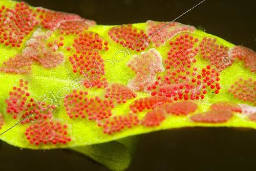 Biosphoto | 2621584 | Water mites eggs on a stem in a pond, Couffy, Loir et Cher, France | &copy; Bruno Guénard / Biosphoto