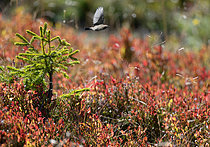 Biosphoto | 2609409 | Water Pipit (Anthus spinoletta) in flight on an alpine meadow in autumn, Alps, France | &copy; Michel Rauch / Biosphoto
