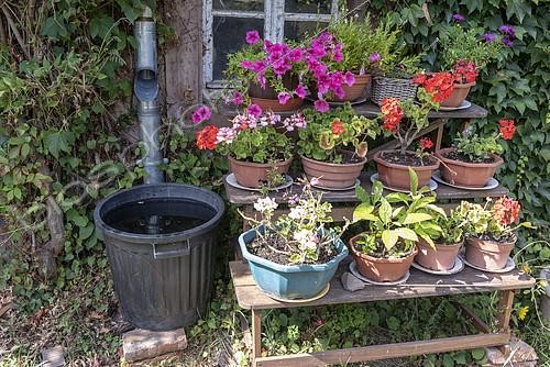 Biosphoto | 2402122 | Water recovery valve with zinc flap on a gutter, summer, Moselle, France | &copy; Yann Avril / Biosphoto