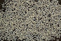 Biosphoto | 2621421 | Water saturation for the breeding of springtails (Folsomia candida), France. | &copy; Philippe Lebeaux / Biosphoto