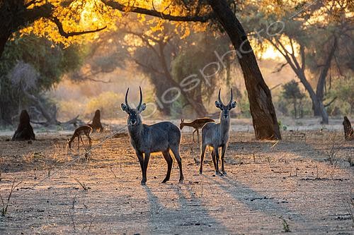 Biosphoto | 2563801 | Waterbuck (Kobus ellipsiprymnus), eat fruits of Winter Thorn (Faidherbia albida), at sunrise, Lower Zambezi national Park, Zambia, Africa | &copy; Sylvain Cordier / Biosphoto