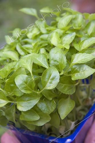 Biosphoto | 1275347 | Watercress 'Sechuan', October | &copy; Lamontagne / Biosphoto