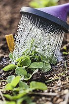Biosphoto | 2434698 | Watering a radish seedling | &copy; Jean-Michel Groult / Biosphoto