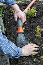 Biosphoto | 2450754 | Watering after planting of a 'Novappia' head lettuce in summer, Pas de Calais, France | &copy; Yann Avril / Biosphoto