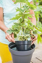 Biosphoto | 2440500 | Watering by soaking a Fatshedera (x Fatshedera lizei) | &copy; Jean-Michel Groult / Biosphoto