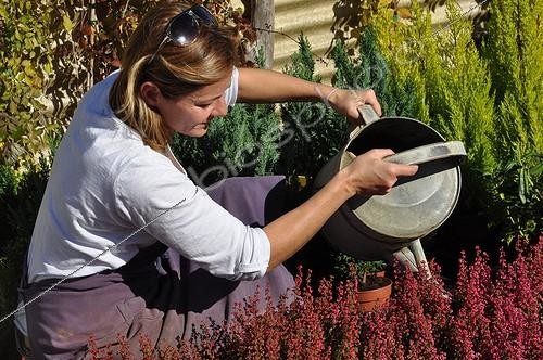 Biosphoto | 1935430 | Watering flowers in a garden | &copy; Serge Lapouge / Biosphoto