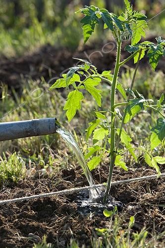 Biosphoto | 597402 | Watering of a tomatoe seedling in the kitchen garden | &copy; Philippe Giraud / Biosphoto