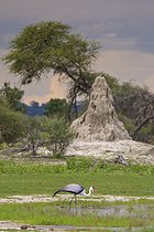 Biosphoto | 2601769 | Wattled crane (Grus carunculata) in front of a termite mound, Namibia, Africa | &copy; Alain Roux / Biosphoto