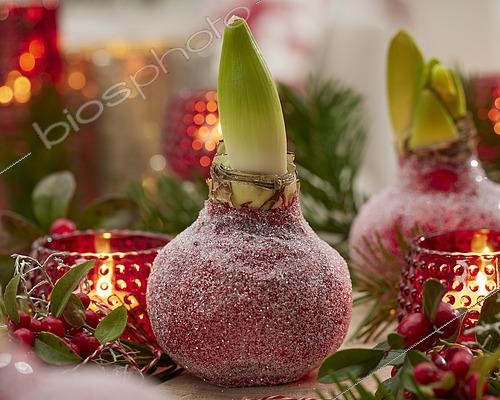 Biosphoto | 2584325 | Wax Amaryllis Christmas | &copy; Visions BV, Netherlands / VisionsPictures & Photography / Visions Pictures / Biosphoto