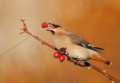 Biosphoto | 2575034 | Waxwing (Bombycilla garrulus) waxwing eating a rose hip berrie, England | &copy; Frédéric Desmette / Biosphoto