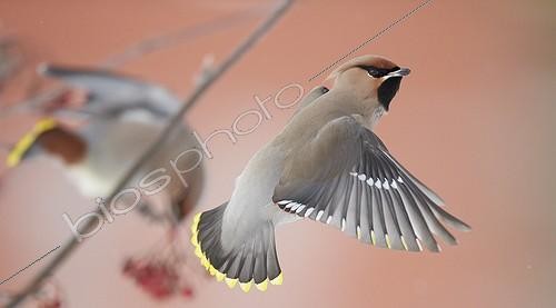 Biosphoto | 1849777 | Waxwing flying Helsinki Finland | &copy; Markus Varesvuo / Biosphoto